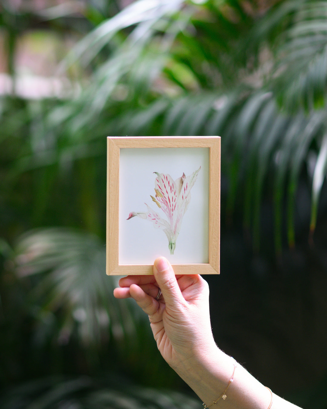 Alstroemeria