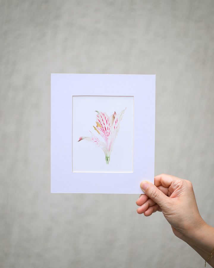Alstroemeria