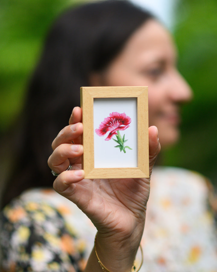Dianthus