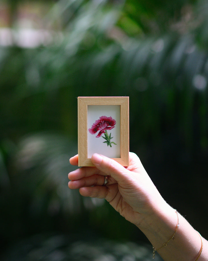 Dianthus
